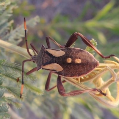 Mictis profana (Crusader Bug) at Pine Island to Point Hut - 12 Jan 2017 by michaelb