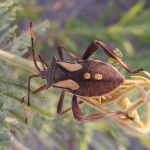 Mictis profana at Bonython, ACT - 12 Jan 2017