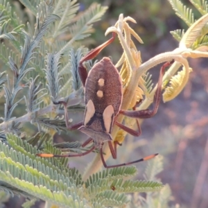 Mictis profana at Bonython, ACT - 12 Jan 2017 08:32 PM