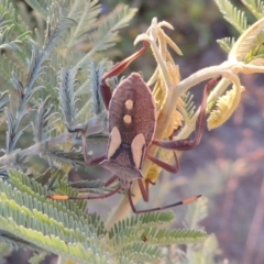 Mictis profana at Bonython, ACT - 12 Jan 2017