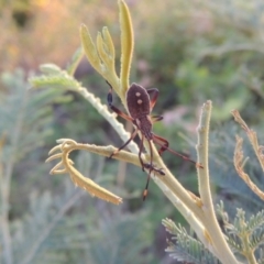 Mictis profana at Bonython, ACT - 12 Jan 2017 08:32 PM