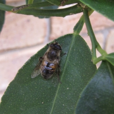 Eristalis tenax (Drone fly) at Ngunnawal, ACT - 13 Jan 2017 by GeoffRobertson