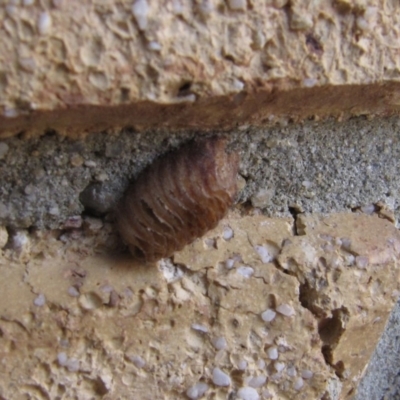 Mantidae (family) (Egg case of praying mantis) at Ngunnawal, ACT - 12 Jan 2017 by GeoffRobertson