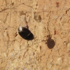 Cydnidae (family) (Burrower bug) at Ngunnawal, ACT - 13 Jan 2017 by GeoffRobertson