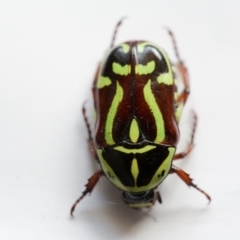 Eupoecila australasiae (Fiddler Beetle) at Murrumbateman, NSW - 12 Jan 2017 by SallyandPeter