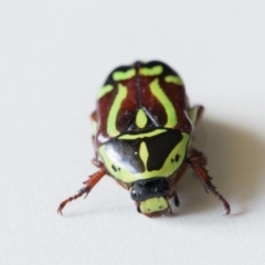 Eupoecila australasiae at Murrumbateman, NSW - 13 Jan 2017