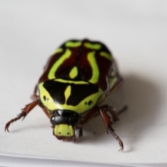 Eupoecila australasiae at Murrumbateman, NSW - 13 Jan 2017