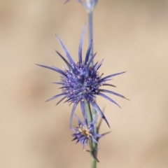 Eryngium ovinum (Blue Devil) at Murrumbateman, NSW - 8 Jan 2017 by SallyandPeter