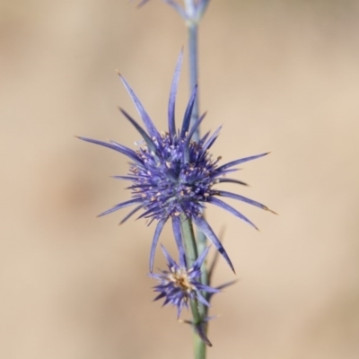 Eryngium ovinum (Blue Devil) at Murrumbateman, NSW - 7 Jan 2017 by SallyandPeter