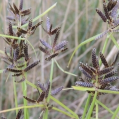 Cyperus sanguinolentus (A Sedge) at Greenway, ACT - 9 Jan 2017 by michaelb