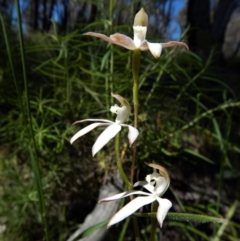 Caladenia moschata (Musky Caps) at Point 4372 - 3 Nov 2016 by CathB