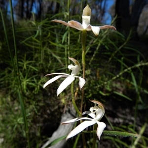 Caladenia moschata at Point 4372 - 3 Nov 2016