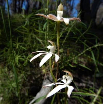 Caladenia moschata (Musky Caps) at Molonglo Valley, ACT - 3 Nov 2016 by CathB