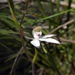 Caladenia moschata at Point 4372 - 3 Nov 2016