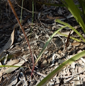 Caladenia moschata at Point 4372 - suppressed