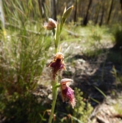 Calochilus platychilus (Purple Beard Orchid) at Molonglo Valley, ACT - 2 Nov 2016 by CathB