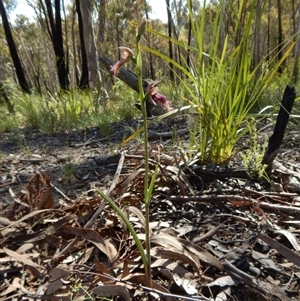 Calochilus platychilus at Undefined Area - suppressed