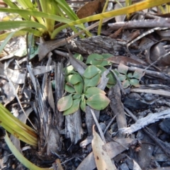 Speculantha rubescens (Blushing Tiny Greenhood) at Point 4372 - 2 Nov 2016 by CathB