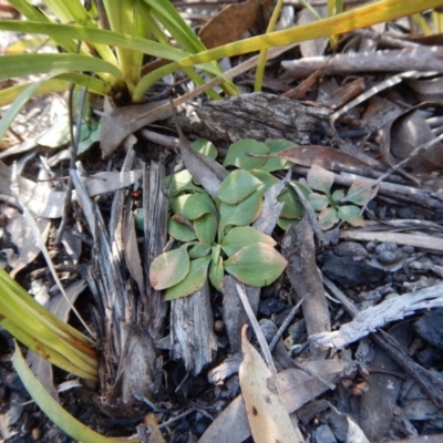Speculantha rubescens (Blushing Tiny Greenhood) at Aranda Bushland - 2 Nov 2016 by CathB