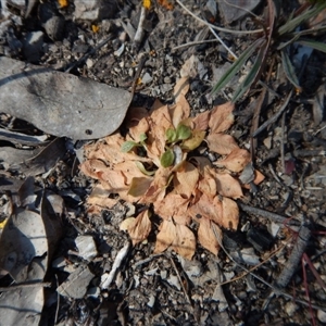 Speculantha rubescens at Point 4372 - 2 Nov 2016