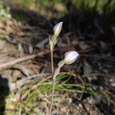 Thelymitra sp. (A Sun Orchid) at Molonglo Valley, ACT - 2 Nov 2016 by CathB