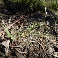 Thelymitra sp. at Point 4372 - 2 Nov 2016