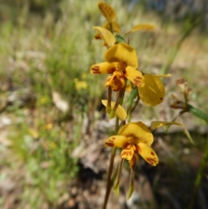 Diuris nigromontana at Point 4372 - suppressed