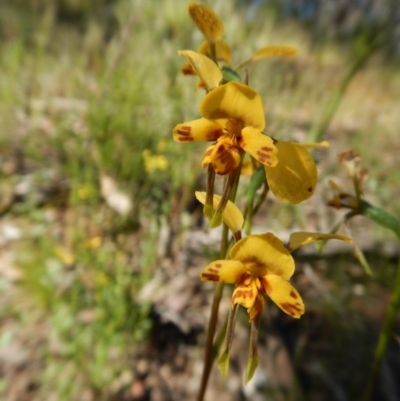 Diuris nigromontana (Black Mountain Leopard Orchid) at Molonglo Valley, ACT - 2 Nov 2016 by CathB