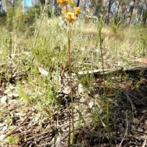 Diuris nigromontana at Point 4372 - suppressed