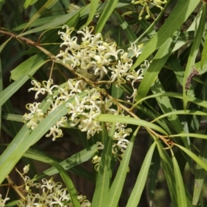 Lomatia myricoides at Coree, ACT - 13 Jan 2017