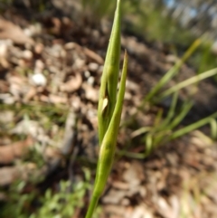 Diuris sulphurea (Tiger Orchid) at Point 4372 - 2 Nov 2016 by CathB