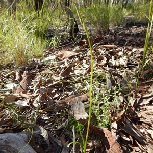 Diuris sulphurea at Point 4372 - 2 Nov 2016