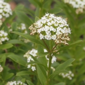 Platysace lanceolata at Uriarra, NSW - 13 Jan 2017