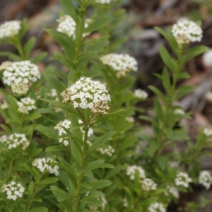 Platysace lanceolata at Uriarra, NSW - 13 Jan 2017