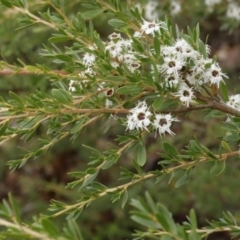 Kunzea ericoides (Burgan) at Coree, ACT - 13 Jan 2017 by ibaird