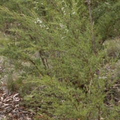 Kunzea ericoides at Coree, ACT - 13 Jan 2017 02:46 PM