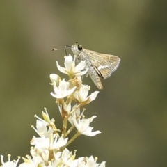 Taractrocera papyria (White-banded Grass-dart) at Uriarra Recreation Reserve - 13 Jan 2017 by ibaird