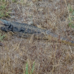 Pogona barbata at Gungahlin, ACT - 14 Jan 2017