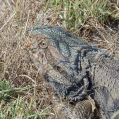 Pogona barbata at Gungahlin, ACT - suppressed