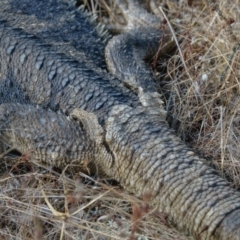 Pogona barbata at Gungahlin, ACT - 14 Jan 2017