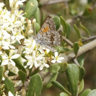 Lucia limbaria (Chequered Copper) at Uriarra Recreation Reserve - 13 Jan 2017 by ibaird