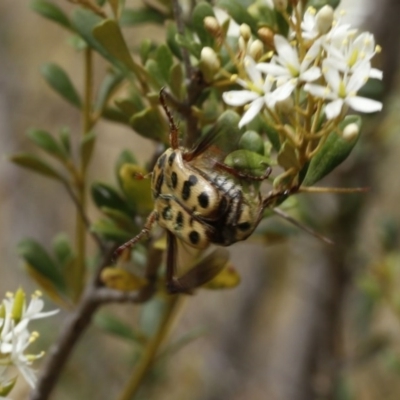 Neorrhina punctata (Spotted flower chafer) at Uriarra Recreation Reserve - 13 Jan 2017 by ibaird