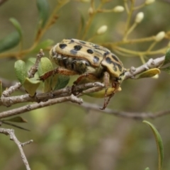 Neorrhina punctata at Stromlo, ACT - 13 Jan 2017