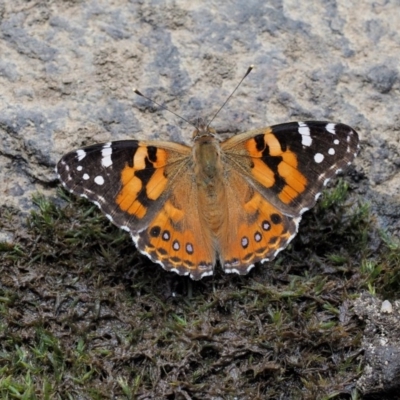 Vanessa kershawi (Australian Painted Lady) at Mount Clear, ACT - 7 Jan 2017 by KenT