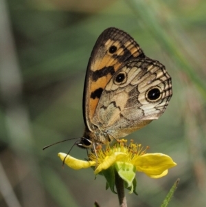 Heteronympha cordace at Mount Clear, ACT - 7 Jan 2017