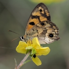 Heteronympha cordace at Mount Clear, ACT - 7 Jan 2017