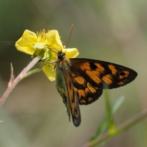 Heteronympha cordace at Mount Clear, ACT - 7 Jan 2017