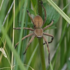 Neosparassus sp. (genus) (Badge huntsman) at Mount Clear, ACT - 7 Jan 2017 by KenT