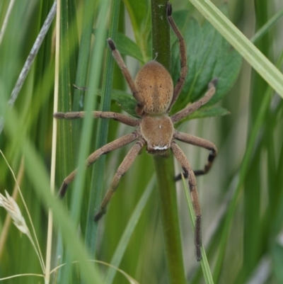 Neosparassus sp. (genus) (Unidentified Badge huntsman) at Namadgi National Park - 7 Jan 2017 by KenT