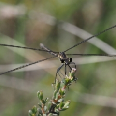 Austroargiolestes icteromelas (Common Flatwing) at Mount Clear, ACT - 7 Jan 2017 by KenT